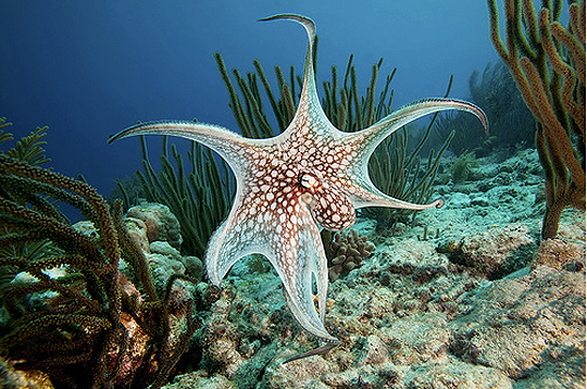 Bonaire Island PJ4/KU8E CQ WW DX CW Contest 2009 DX News